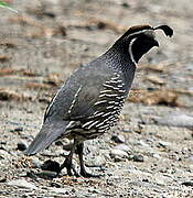 California Quail