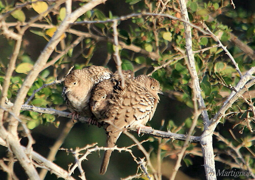 Common Ground Dove