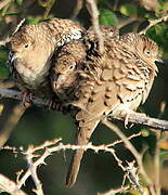 Common Ground Dove