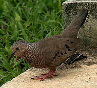 Common Ground Dove