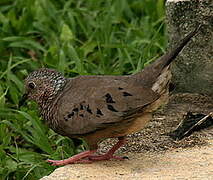 Common Ground Dove