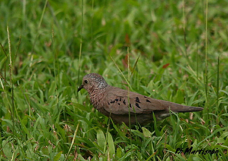 Common Ground Dove