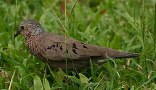 Common Ground Dove