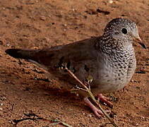 Common Ground Dove