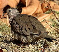 Common Ground Dove