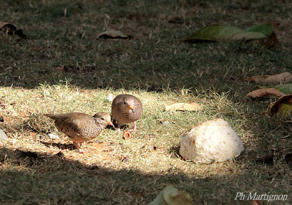 Common Ground Dove