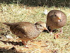 Common Ground Dove