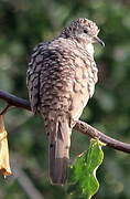 Common Ground Dove