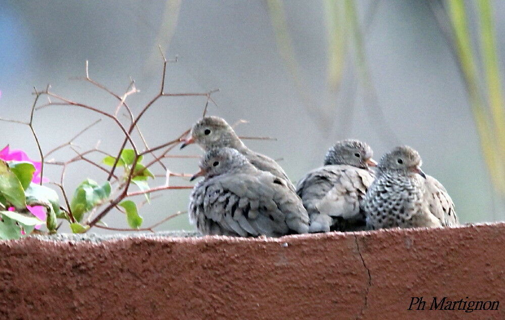 Common Ground Dove