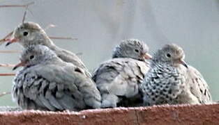 Common Ground Dove