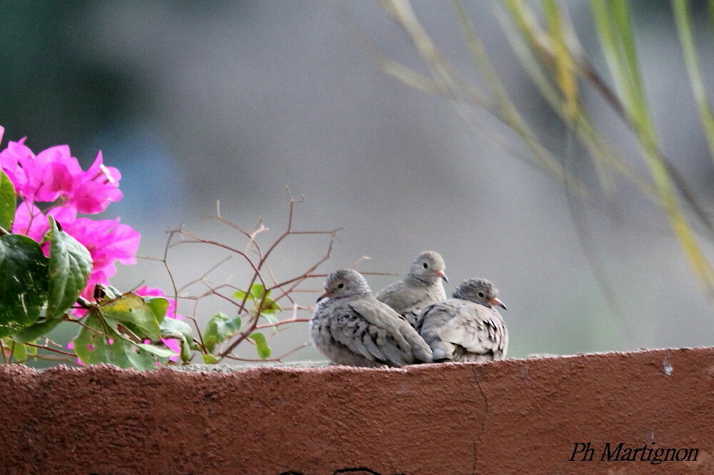 Common Ground Dove