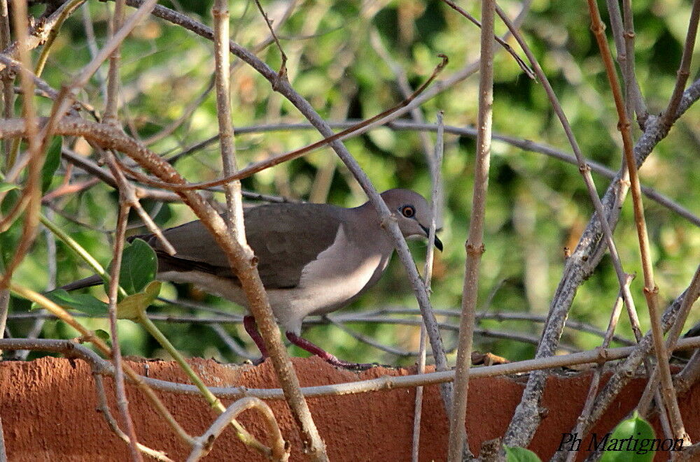 Colombe de Verreaux, identification