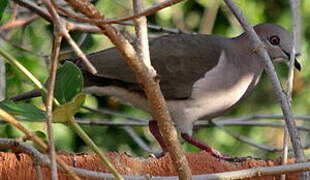 White-tipped Dove