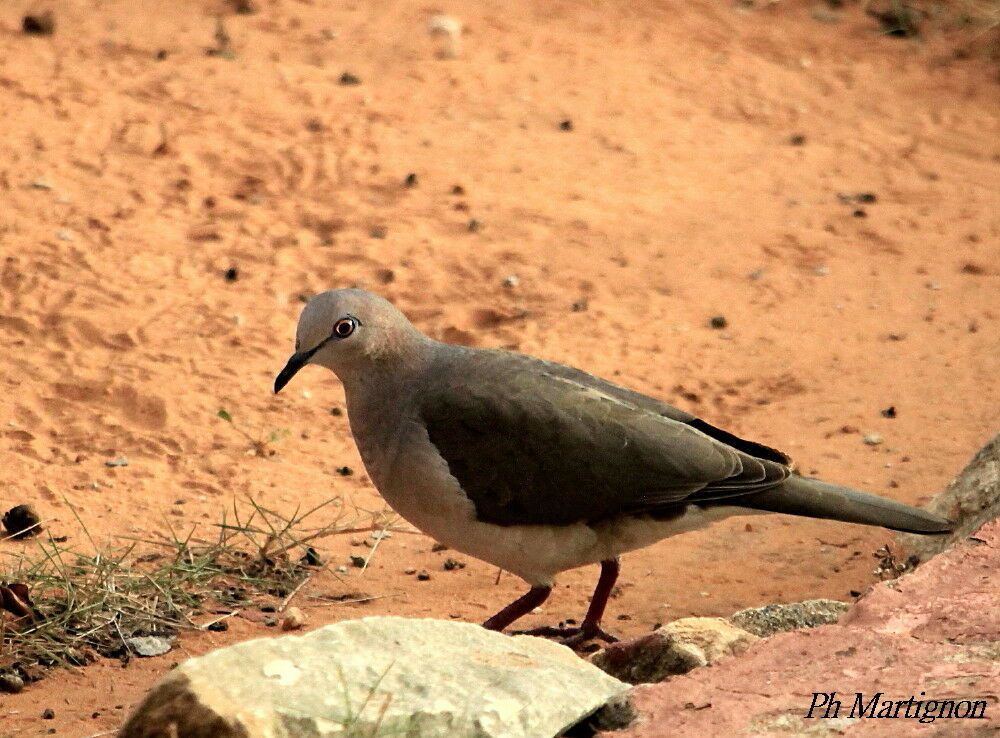 White-tipped Dove, identification