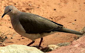 White-tipped Dove