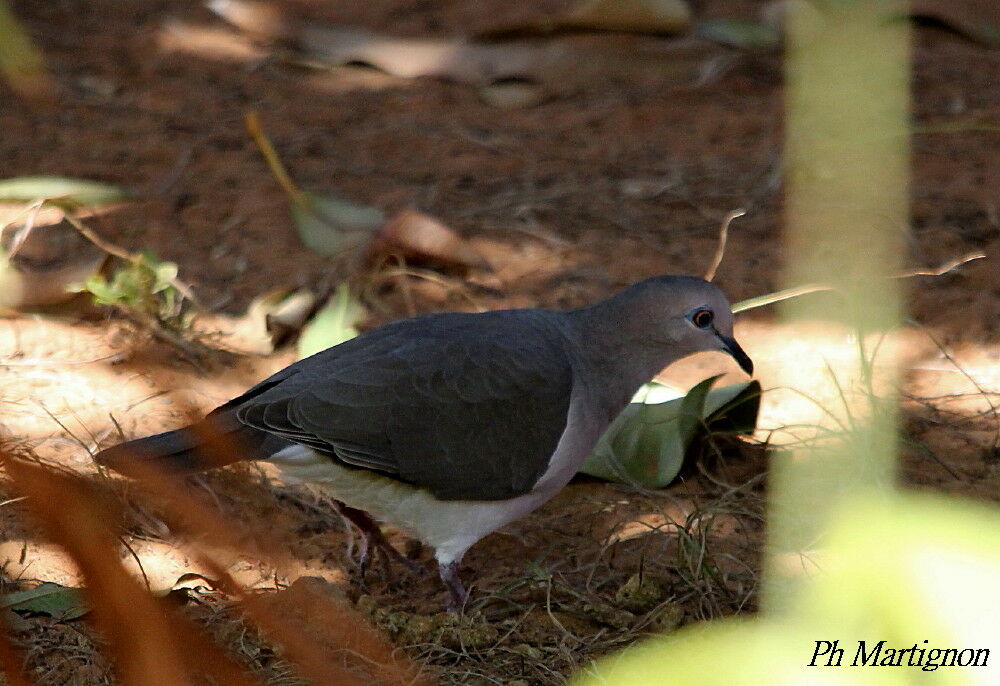 White-tipped Dove, identification