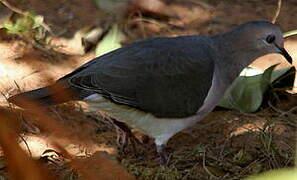 White-tipped Dove