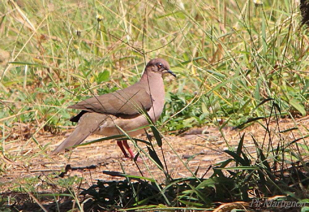 White-tipped Dove