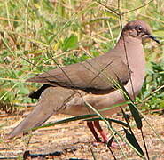 White-tipped Dove