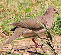 White-tipped Dove