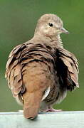 Ruddy Ground Dove