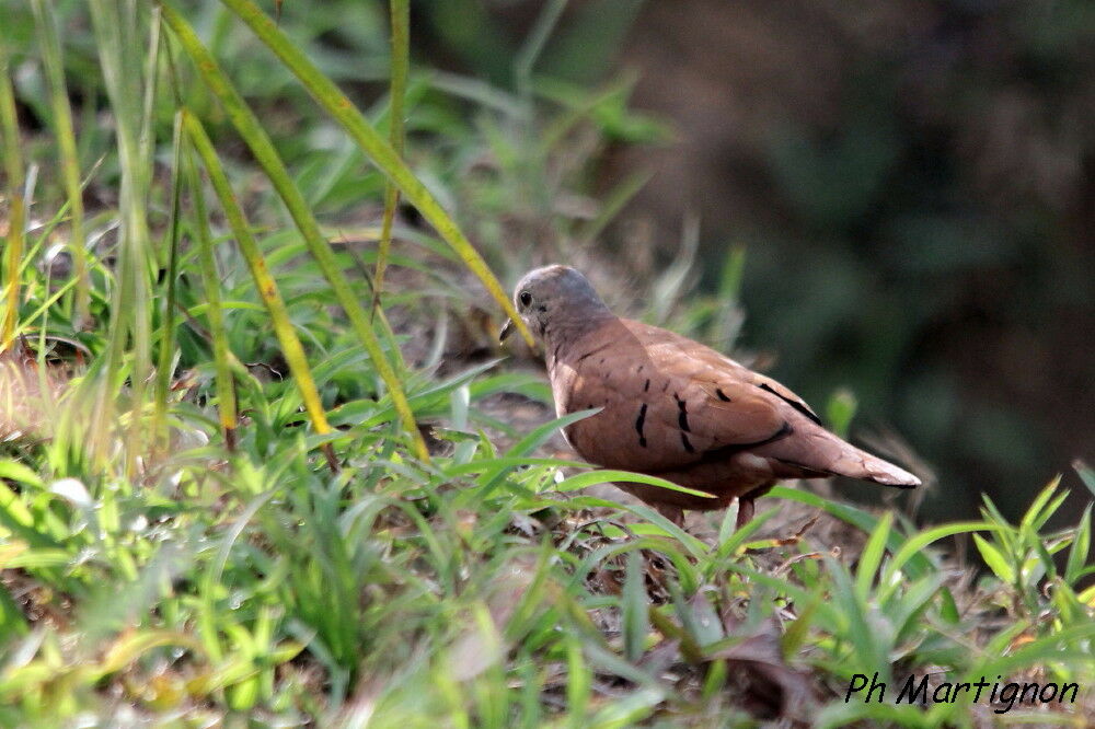 Colombe rousse, identification