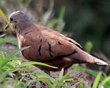 Ruddy Ground Dove