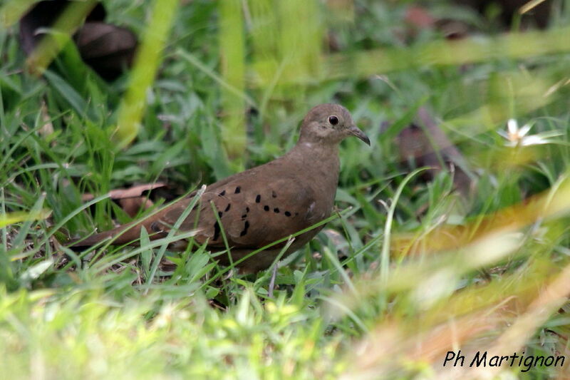 Ruddy Ground Dove, identification