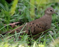 Ruddy Ground Dove