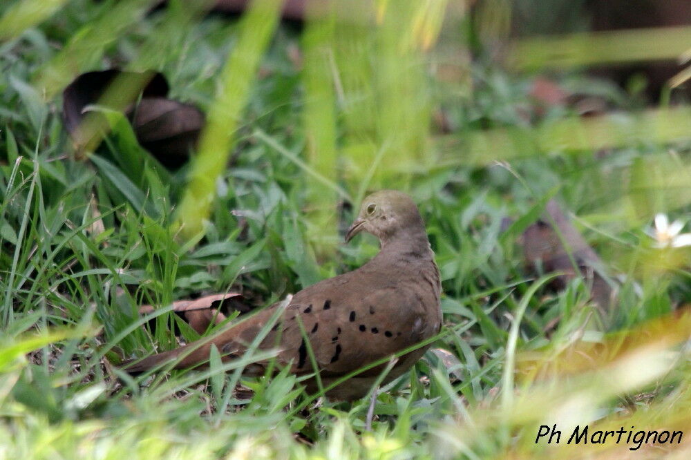 Colombe rousse, identification