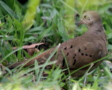 Ruddy Ground Dove