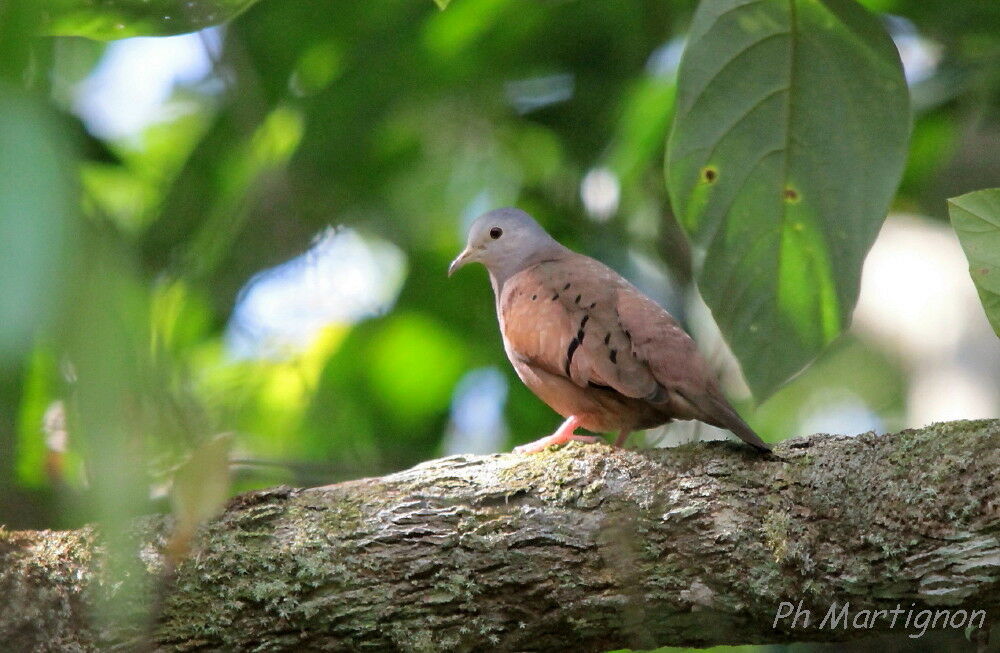 Colombe rousse, identification