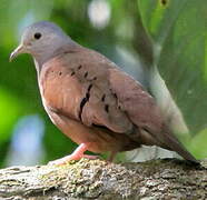 Ruddy Ground Dove