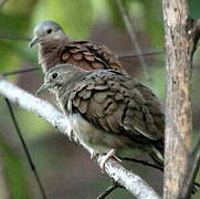 Ruddy Ground Dove