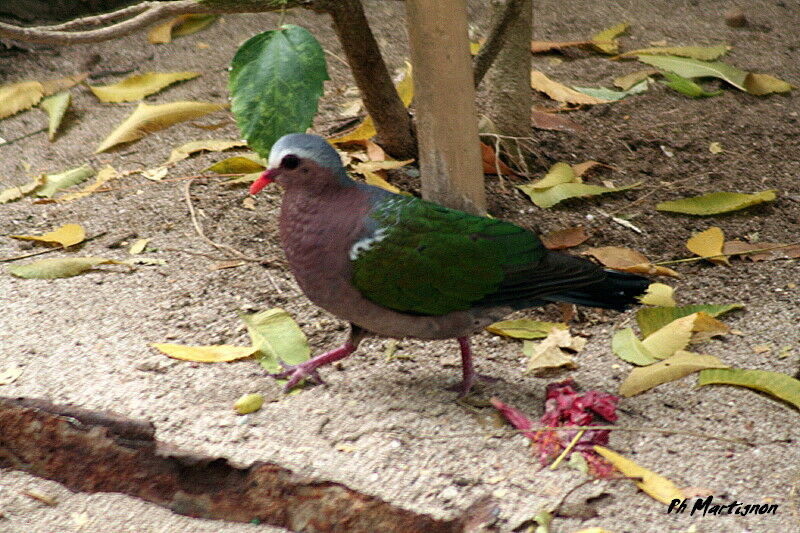 Colombine turvert, identification