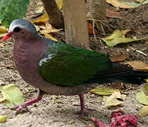 Common Emerald Dove