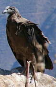 Andean Condor