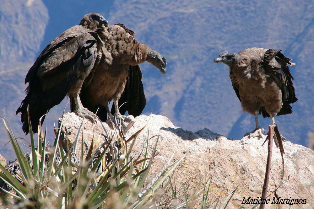 Condor des Andes