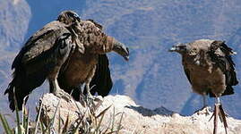 Condor des Andes