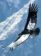 Condor des Andes