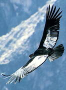 Andean Condor