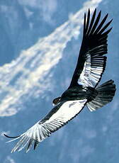 Condor des Andes