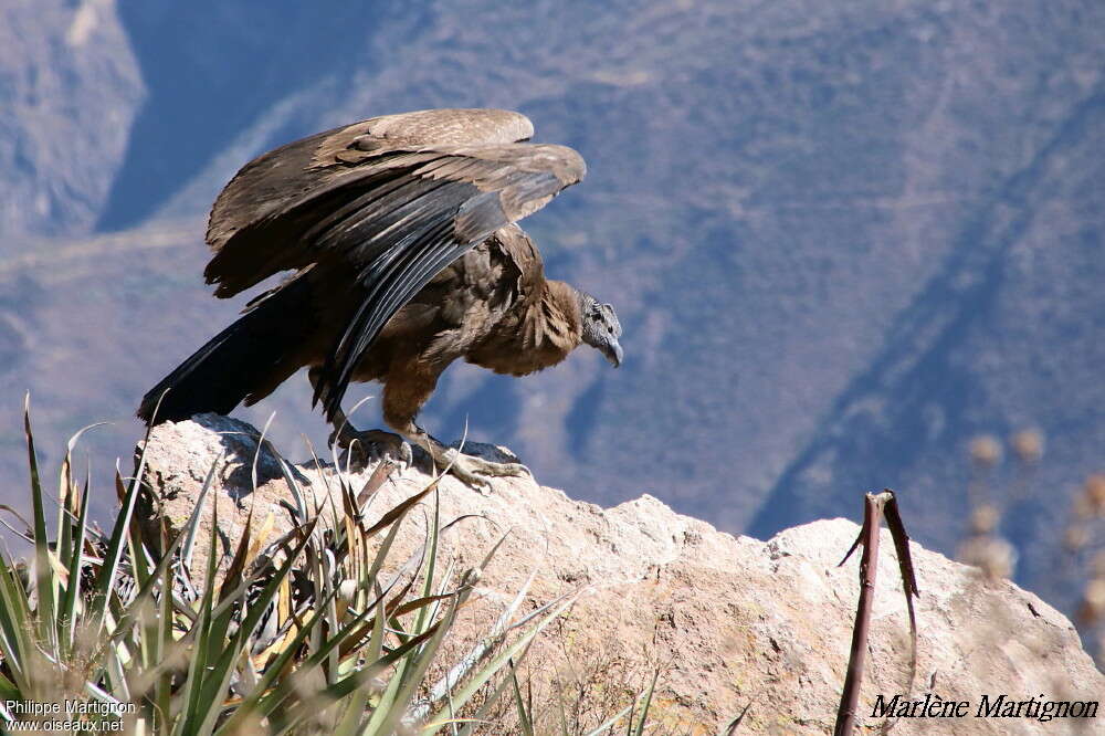 Condor des Andes1ère année, identification