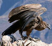 Condor des Andes