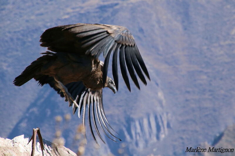 Andean Condor, Flight