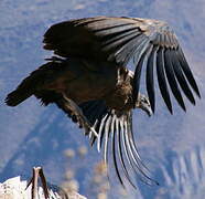 Condor des Andes