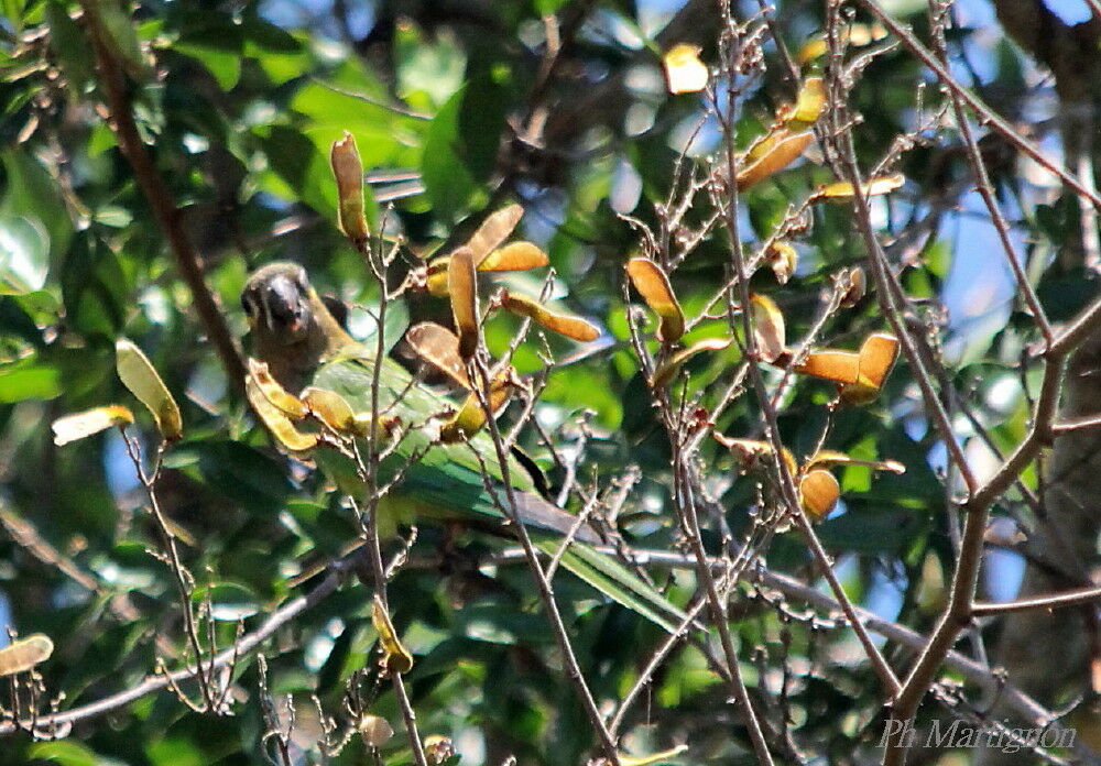 Brown-throated Parakeet, identification