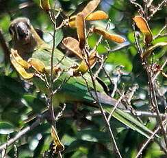 Conure cuivrée