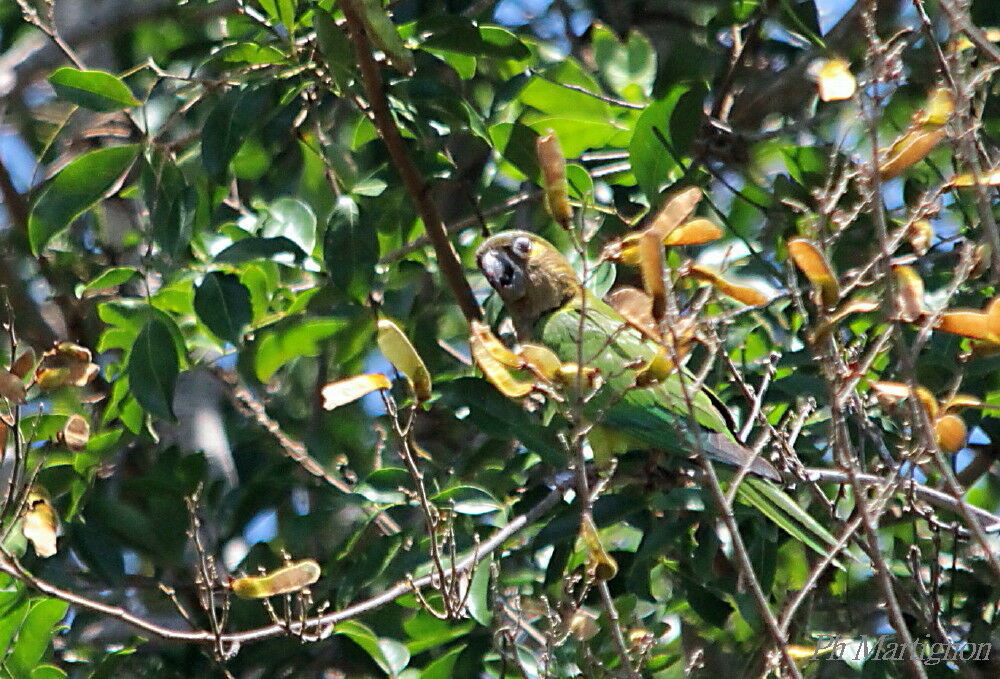 Conure cuivrée, identification