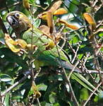 Conure cuivrée